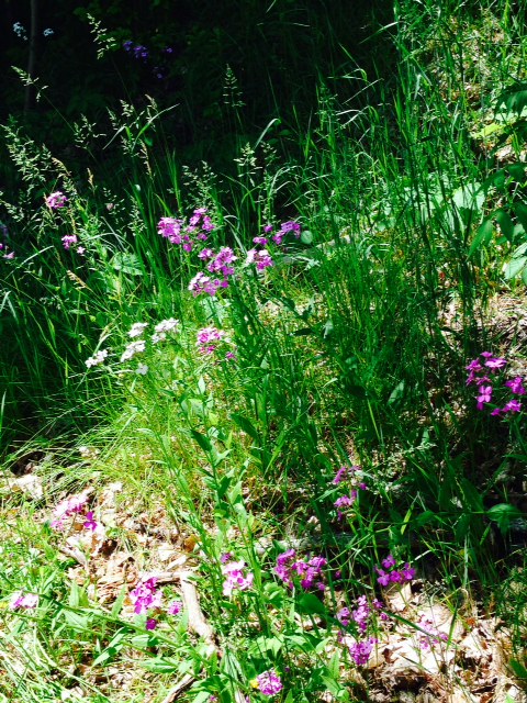 Flowers on the trail (Dames Rocket?)