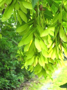 Box Elder Samaras