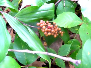 Solomon' Seal Berries