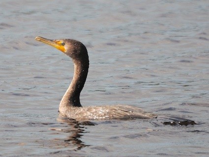 dc_cormorant_osprey41