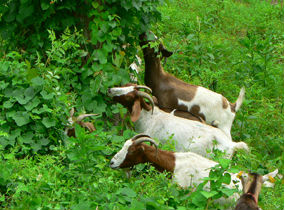 Eco Goats
