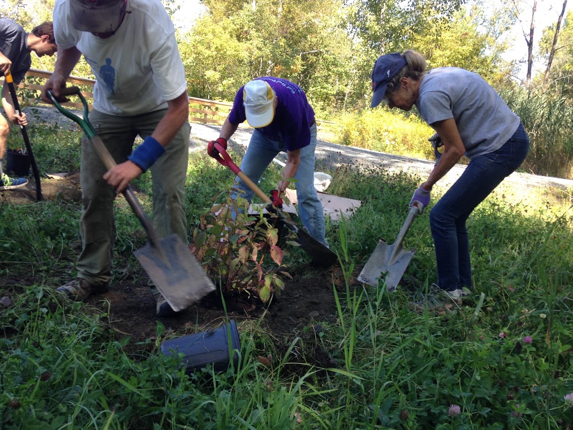 Eric, Barry, and Kathy planting a Red Osier Dogwood